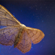 Illustration for article titled Shooting Challenge: Bugs Gallery (Part 5)